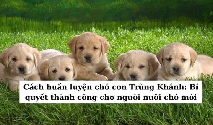 Methods to Put collectively a Chongqing Pet: Secrets and techniques and strategies and methods of Success for New Canine House owners