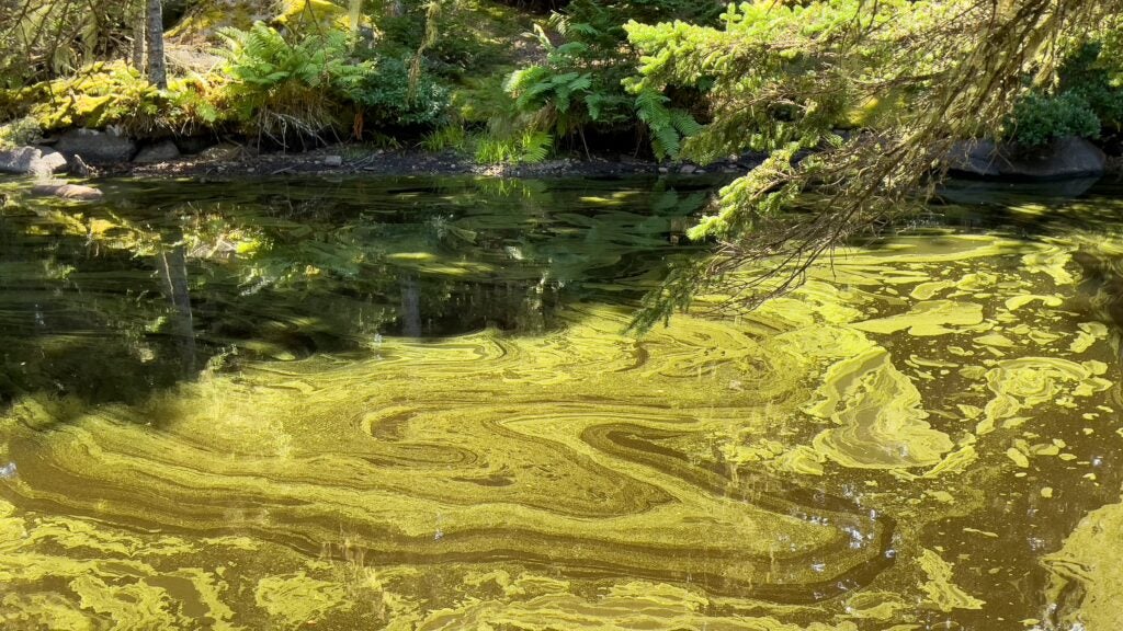 Intense Heat Is Triggering Toxic Algae. Here’s What to Know Before You Swim. How Harmful Algae Blooms Affect You (or Your Dog’s) Health