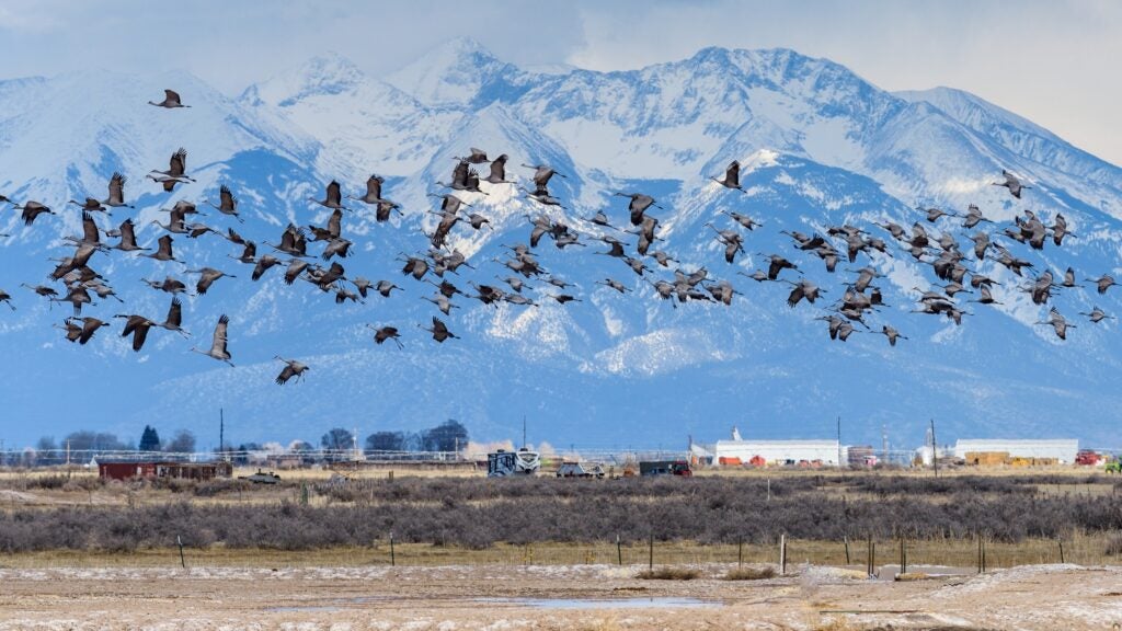 I’m About to Go on a Big Trip. Should I Be Worried About Bird Flu?